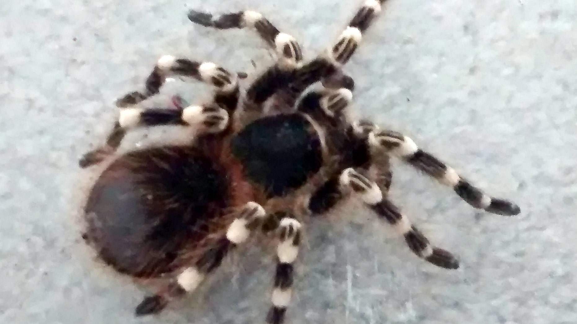 A tarantula has been rescued after being found in a trash can in a U.K. park.