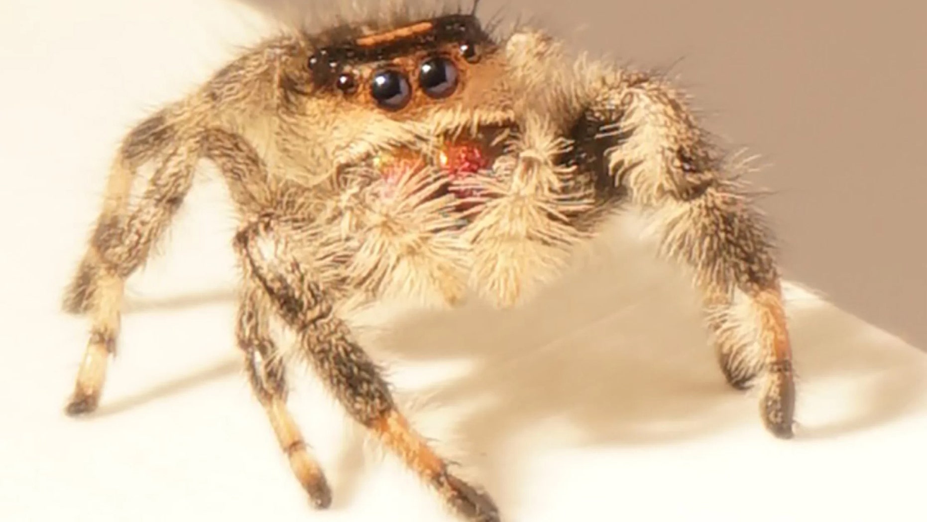 When scientists said "Jump!", this spider said, "How high?" Credit: Mostafa Nabawy/The University of Manchester