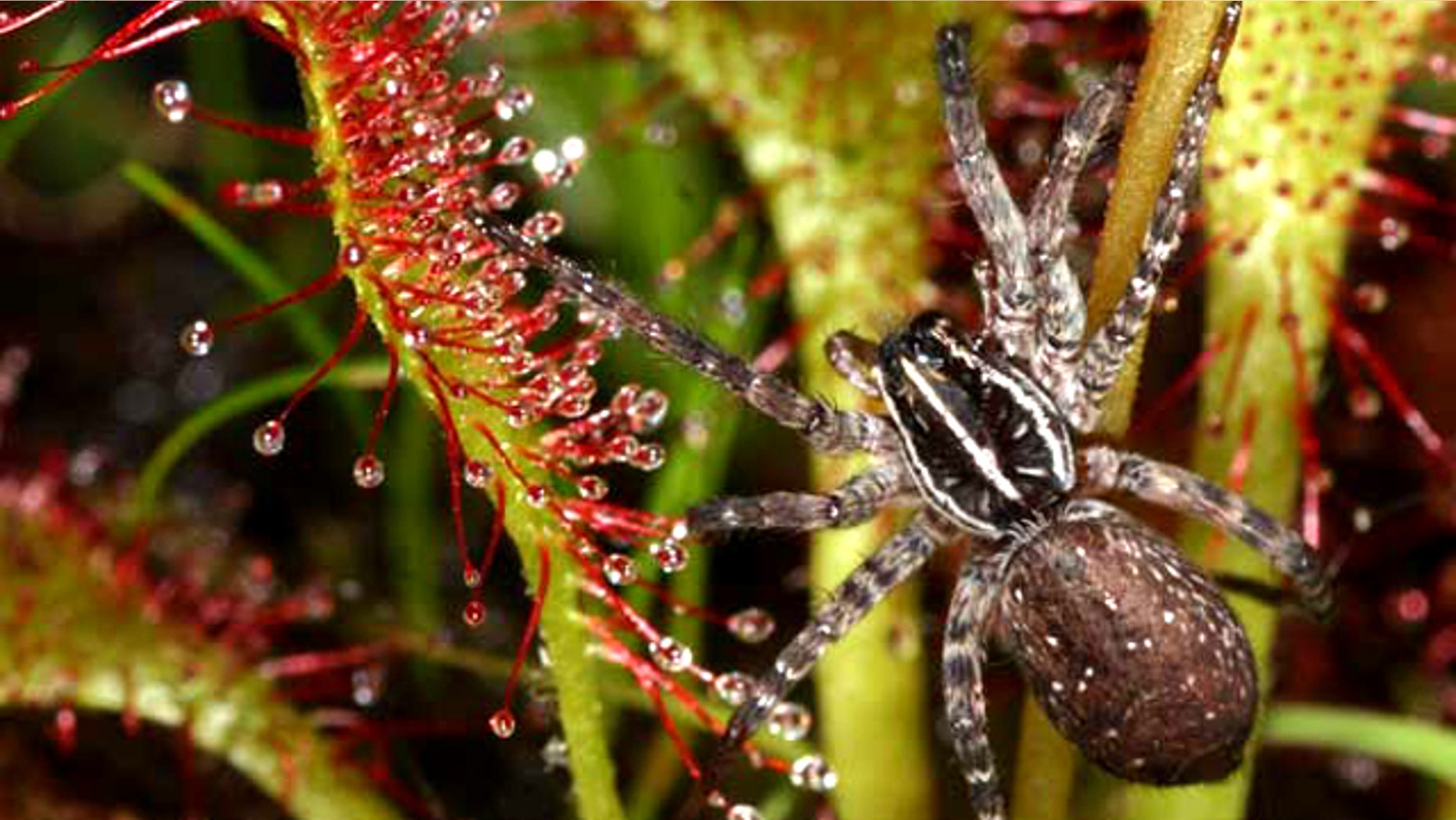 The carnivorous sundew and the wolf spider eat the same prey in the wild.