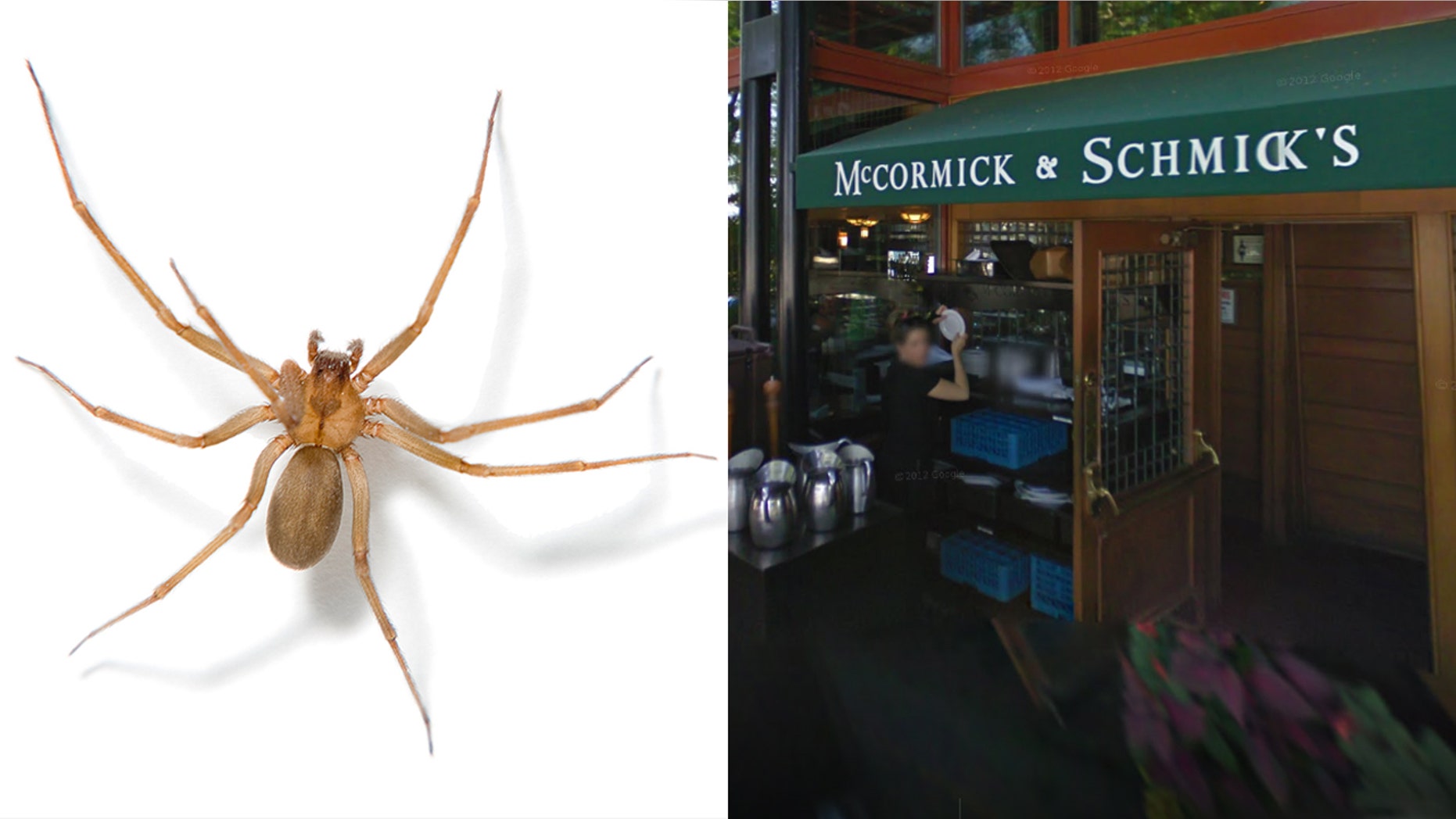 A general manager at McCormick and Schmick's in Oregon is suing for $999,999 after he allegedly was bit by a dangerous brown recluse spider.