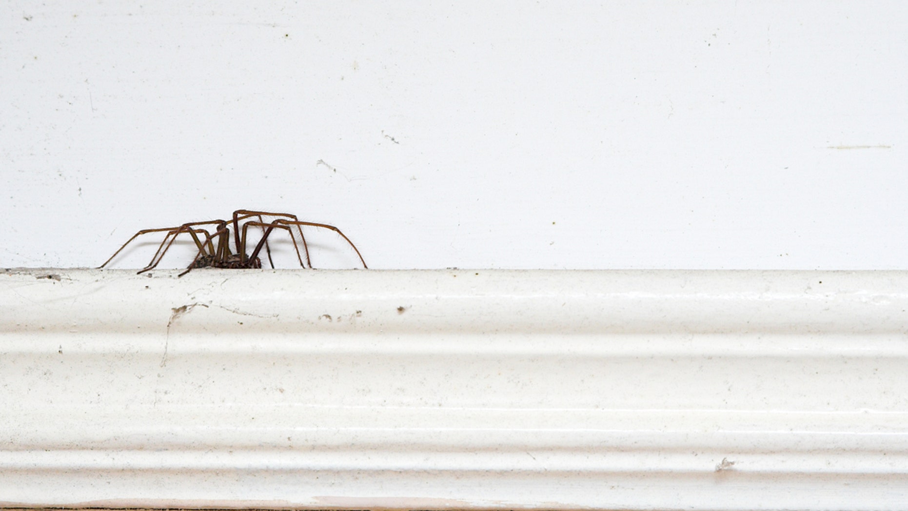 The spider, not pictured, was spotted by doctors at a nearby hospital.