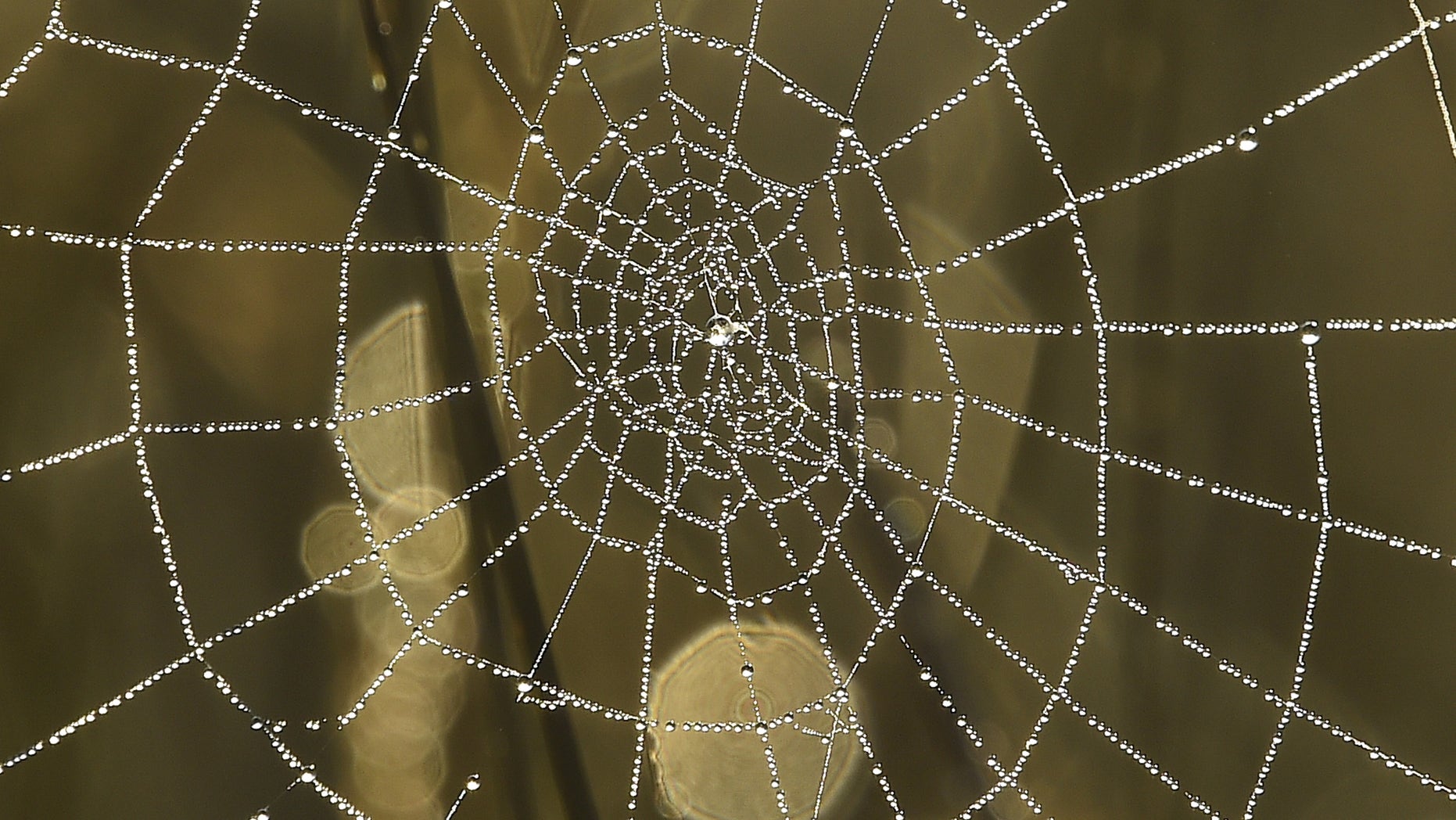 Dew drops on a spider web reflect the morning sun in Richmond Park in west London, Britain, October 2, 2015. (REUTERS/Toby Melville)