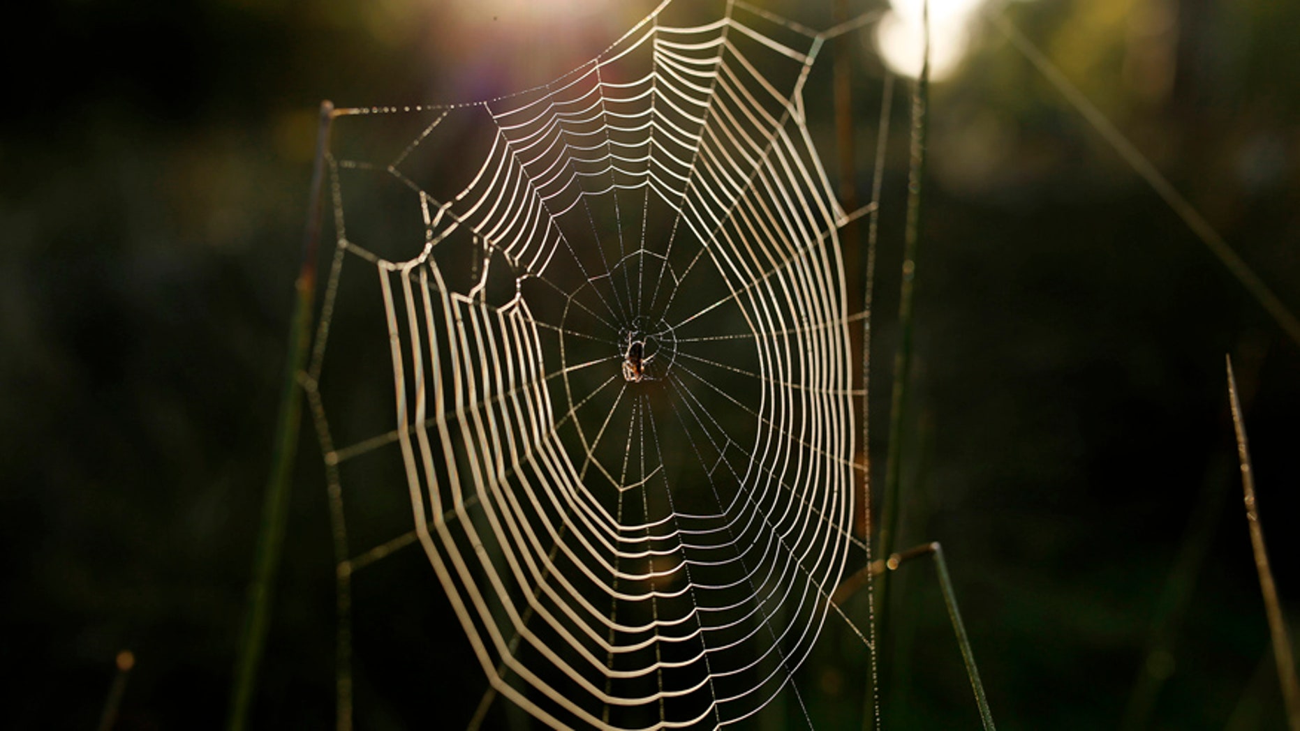 File photo. A spider's web glistens in the morning sun in Dunham Massey country park near Manchester in northern England.