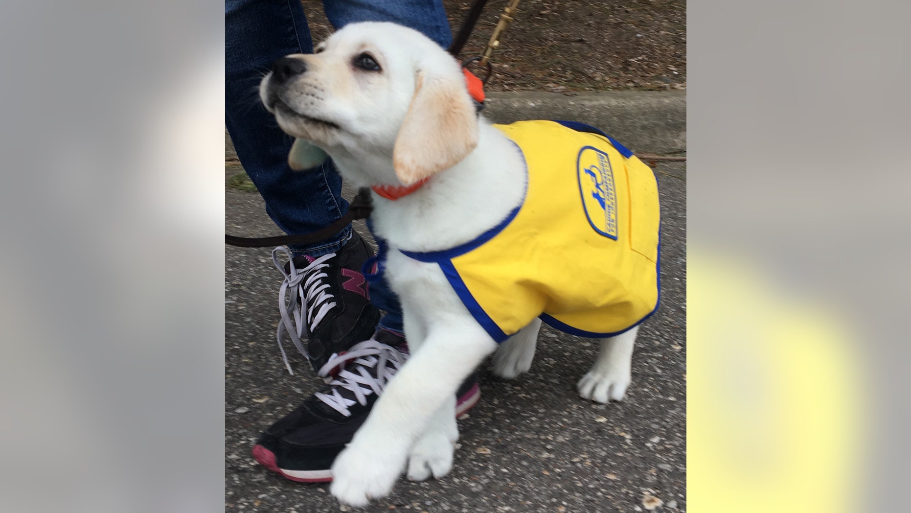 Spike, who Williams is raising in honor of her late brother Kyle, is being trained to aid persons with disabilities.