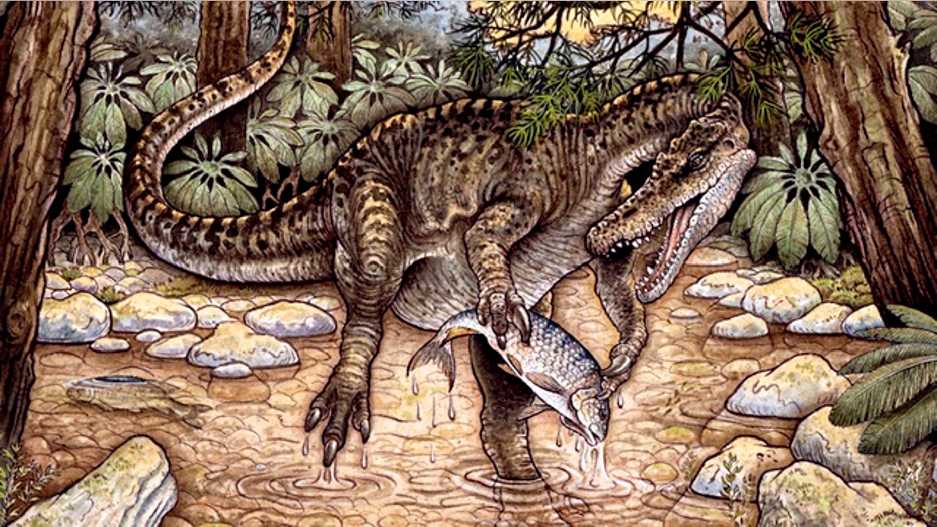 The spinatosaurid Baryonyx Walker roamed Europe during the Cretaceous. A close relative has now been found in Australia.