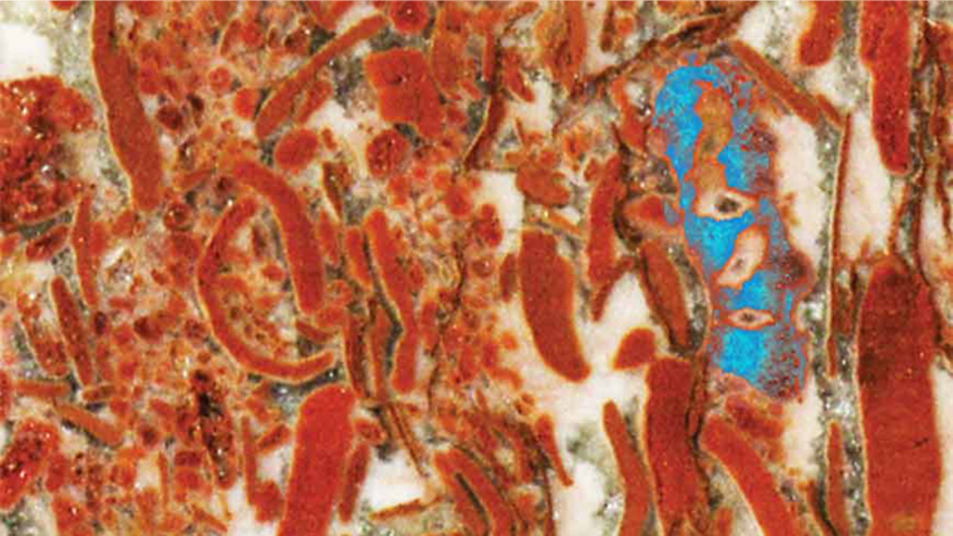 Limestone rock in Australia contained fossils (shown in blue) that may represent Earth's earliest animal life. A serial grinding process created nearly 500 such images that scientists stacked and autotraced to create a 3-D model.