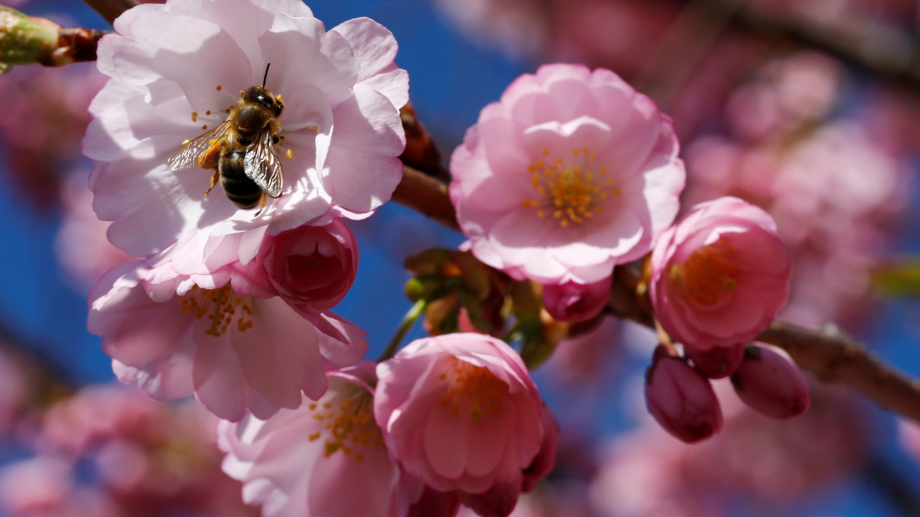 The first day of spring has officially arrived in the Northern Hemisphere, though a chunk of the country is preparing for another winter storm.