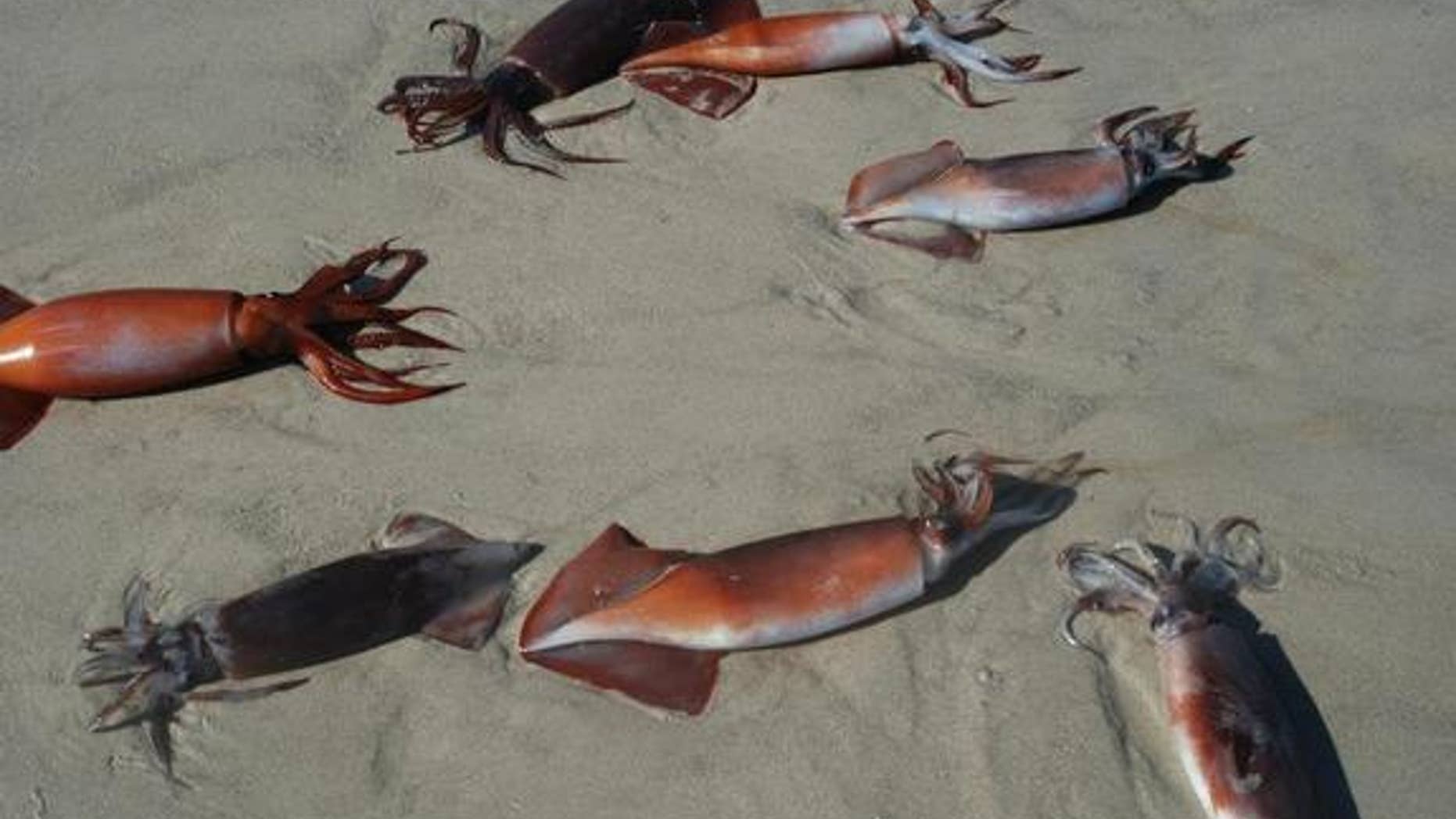 Squid on the beach
