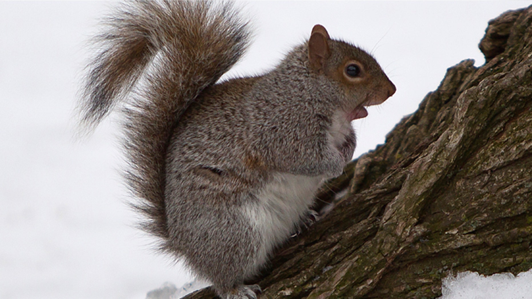 A squirrel gathers food in Central Park in the Manhattan borough of New York February 9, 2015. REUTERS/Carlo Allegri (UNITED STATES - Tags: ANIMALS ENVIRONMENT) - RTR4OX97