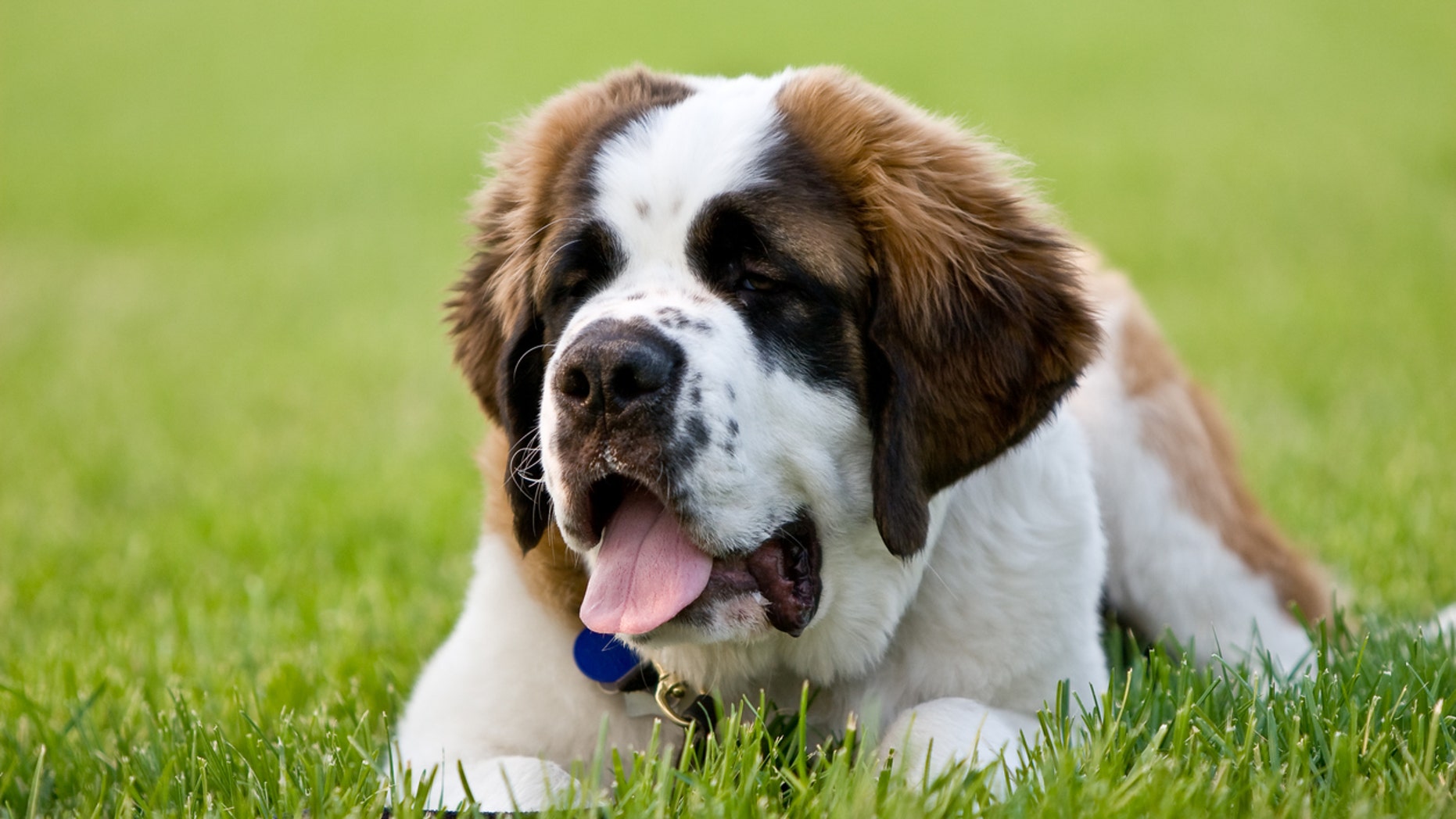 The 8 Best Dog Breeds For Families Fox News   St Bernard Istock Medium 