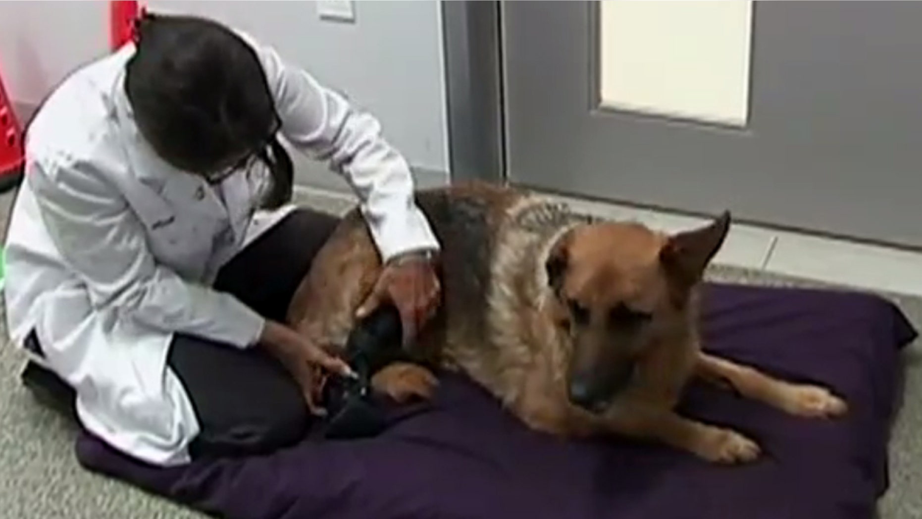Star lost part of her hind leg during birth, but was recently fitted with a new prosthetic that makes it easier to walk.