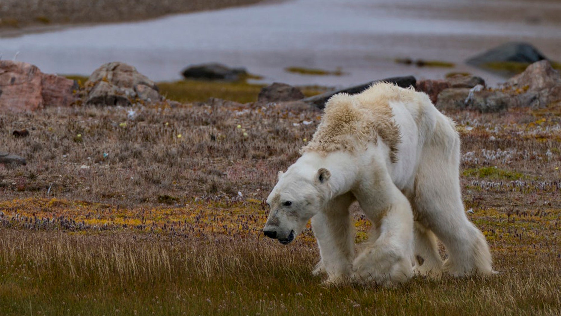 An image of the emaciated polar bear