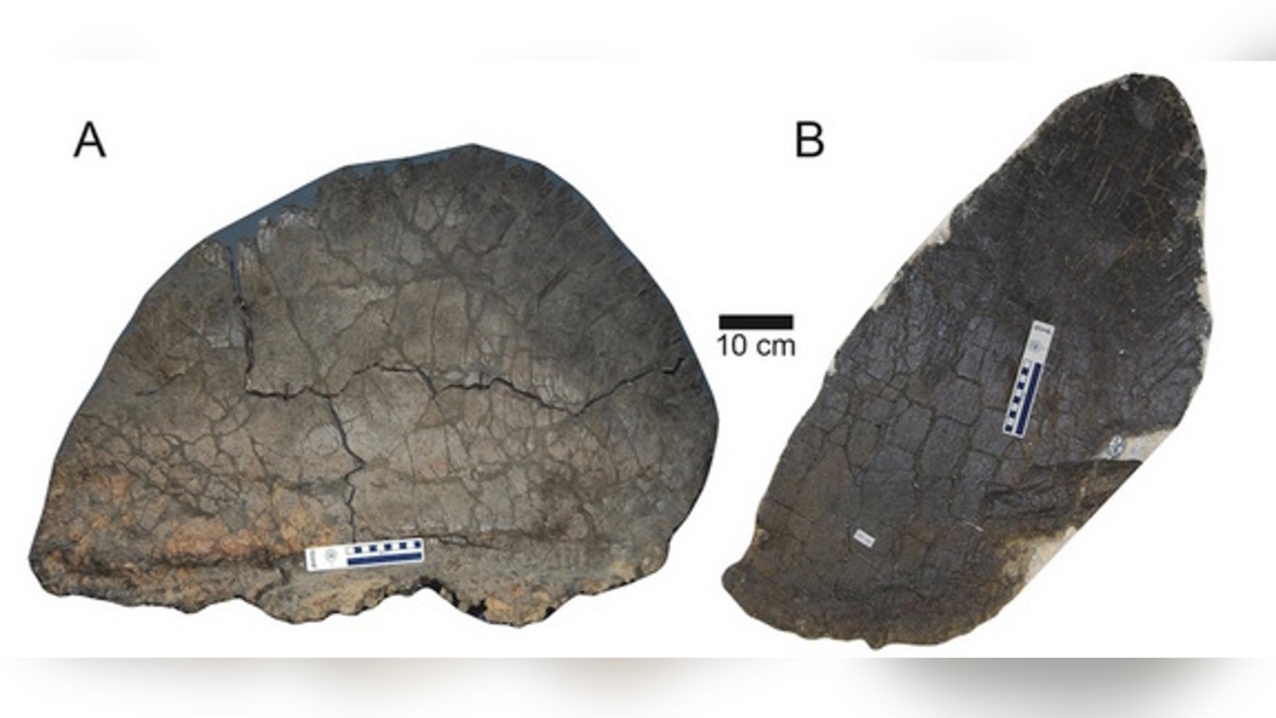 A comparison of the largest wide plate (A) next to the largest tall plate (B) of the studied <i>Stegosaurus mjosi</i> plates.