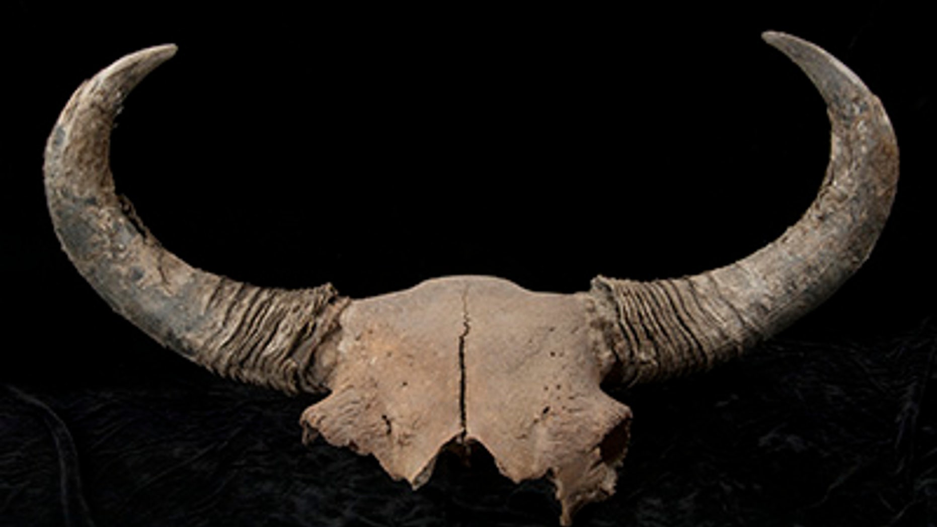 Large fossil steppe bison skull with both horn cores recovered at Quartz Creek
