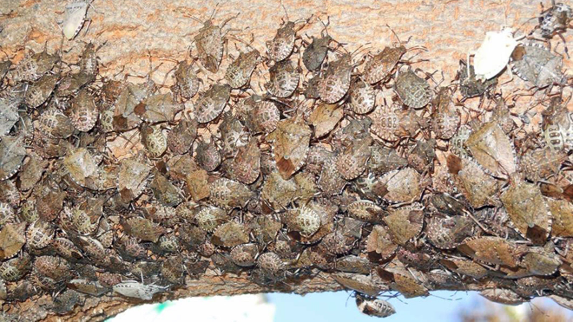A close-up of stink bugs clinging to a the underside of a tree in downtown Sacramento.