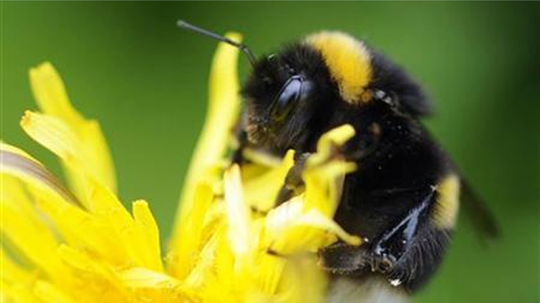 A bumble bee lands on a plant in Pitlochry in Scotland May 29, 2010.