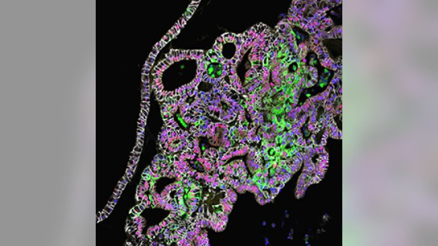 This confocal microscopic image shows tissue-engineered human stomach tissues from the corpus/fundus region, which produce acid and digestive enzymes.
