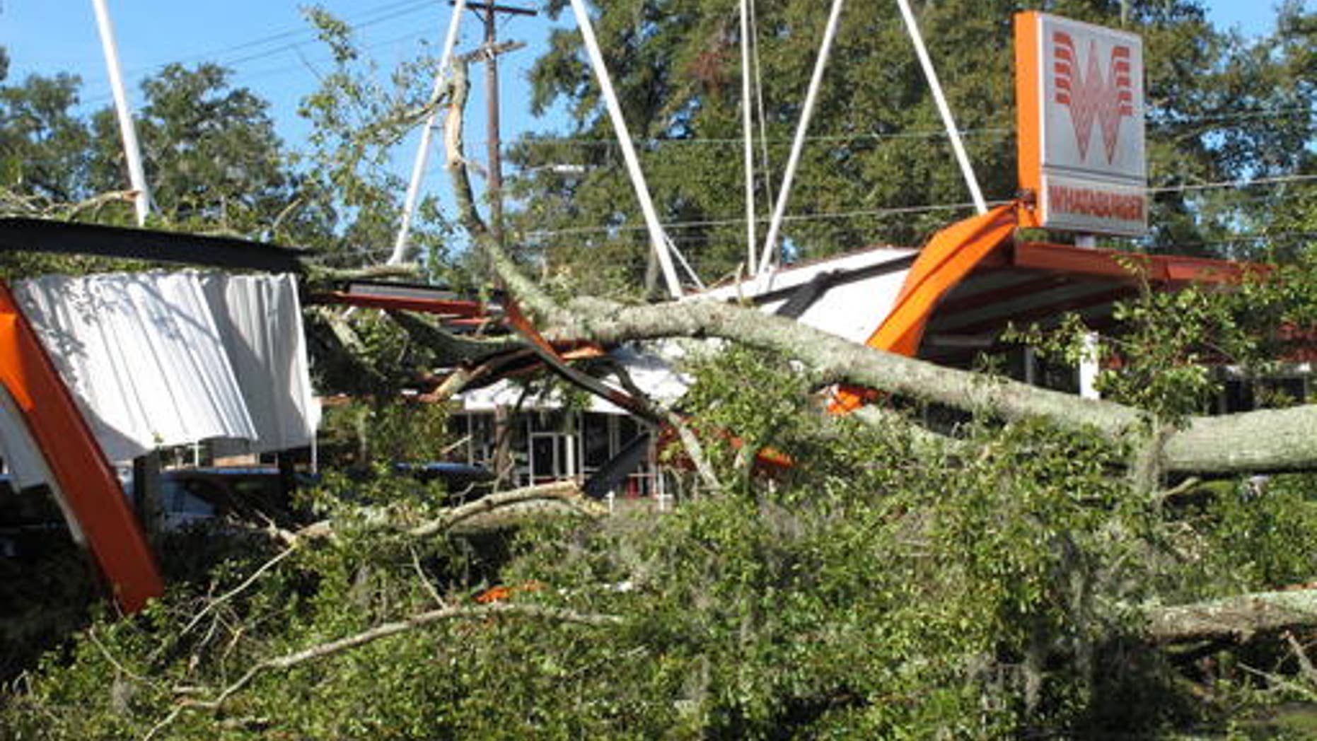 A large oak tree toppled over a Whataburger restaurant in Tallahassee, Fla., Sept. 2, 2016. Many businesses and homes in Tallahassee are without power and several roads are blocked due to tree damage caused by Hurricane Hermine. (AP Photo/Brendan Farrington)
