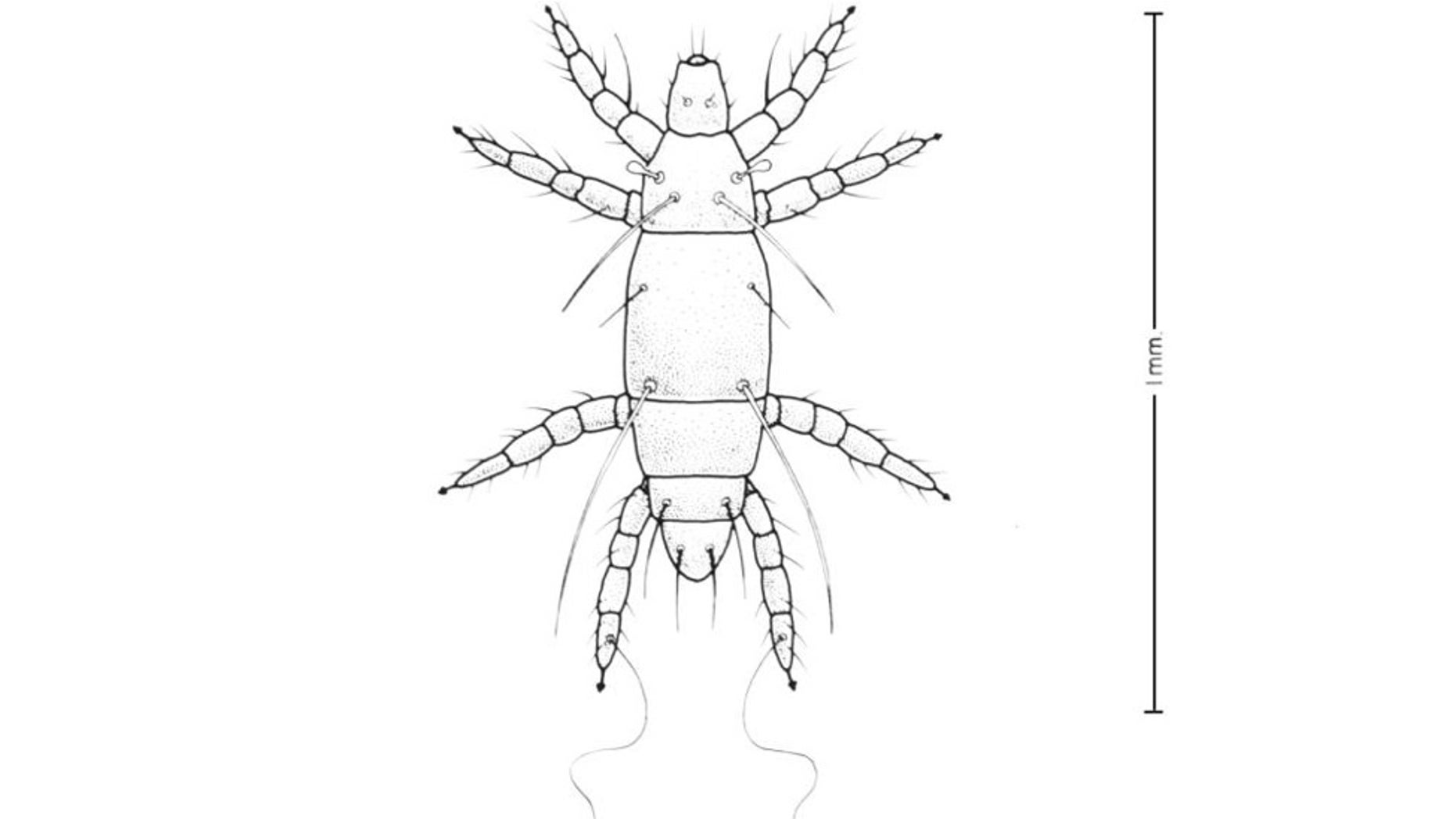 An illustration of Pyemotes ventricosus from 1975.