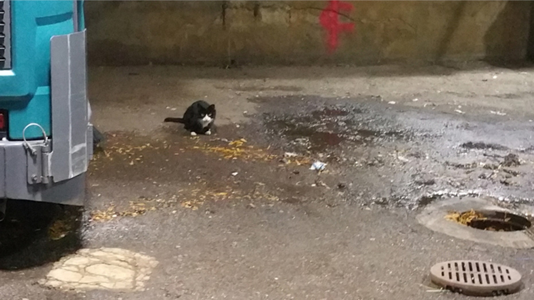 Sylvester, a feral cat, sits in a loading dock at the Jacob Javits Convention Center, Thursday, Oct. 20, 2016 in New York.