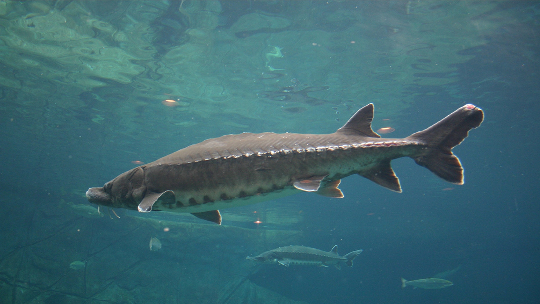Sturgeon (pictured above) are mammoth in size and have a very long life span.