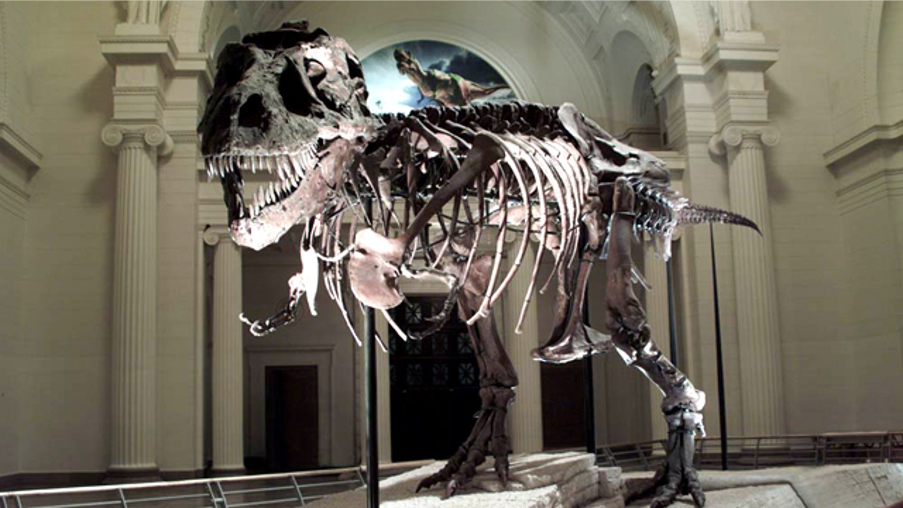 A head-on confrontation with this T. rex named SUE would not be pretty. Scientists aren't sure whether the specimen came from a male or female, though they named it after Sue Hendrickson who discovered it.