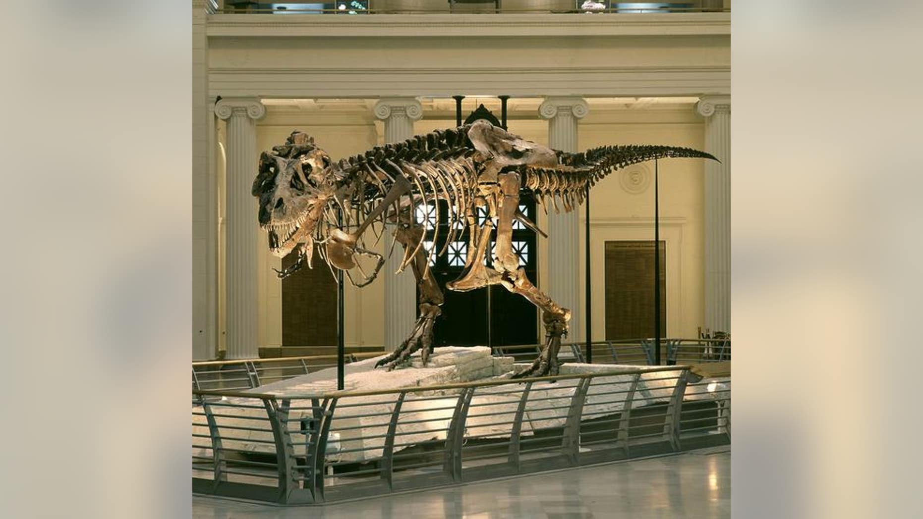 Two decades ago, a fight over the <em>Tyrannosaurus rex</em> named Sue made headlines. Sue now resides at The Field Museum in Chicago.