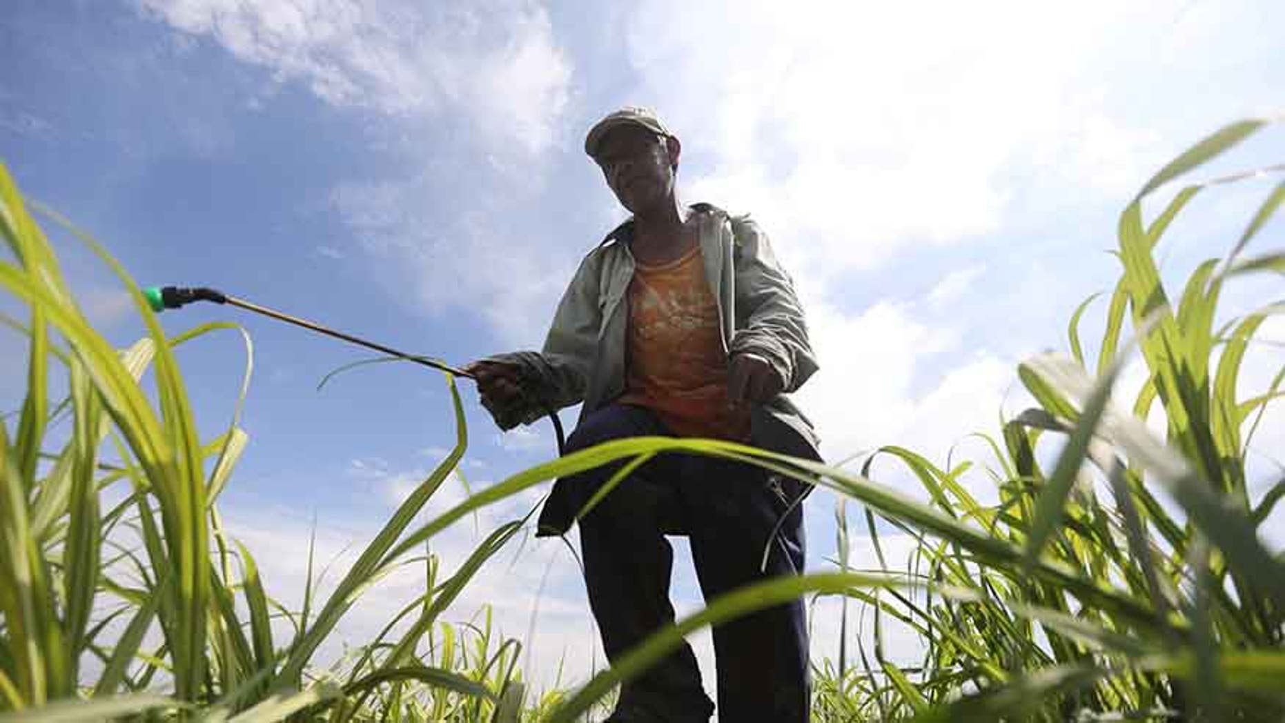 Worker sprays fertilizer in a sugar cane field in Zacatepec de Hidalgo, in Morelos state, Mexico.
