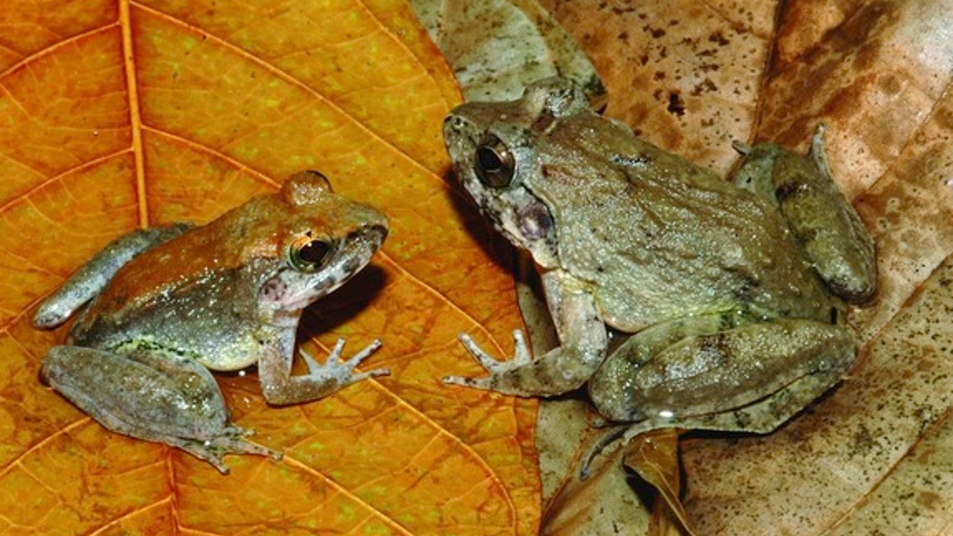 Freaky find: Herpetologist Jim McGuire was in for a surprise when he picked up one of these Indonesian fanged frogs and found it had just given birth to a handful of live tadpoles.