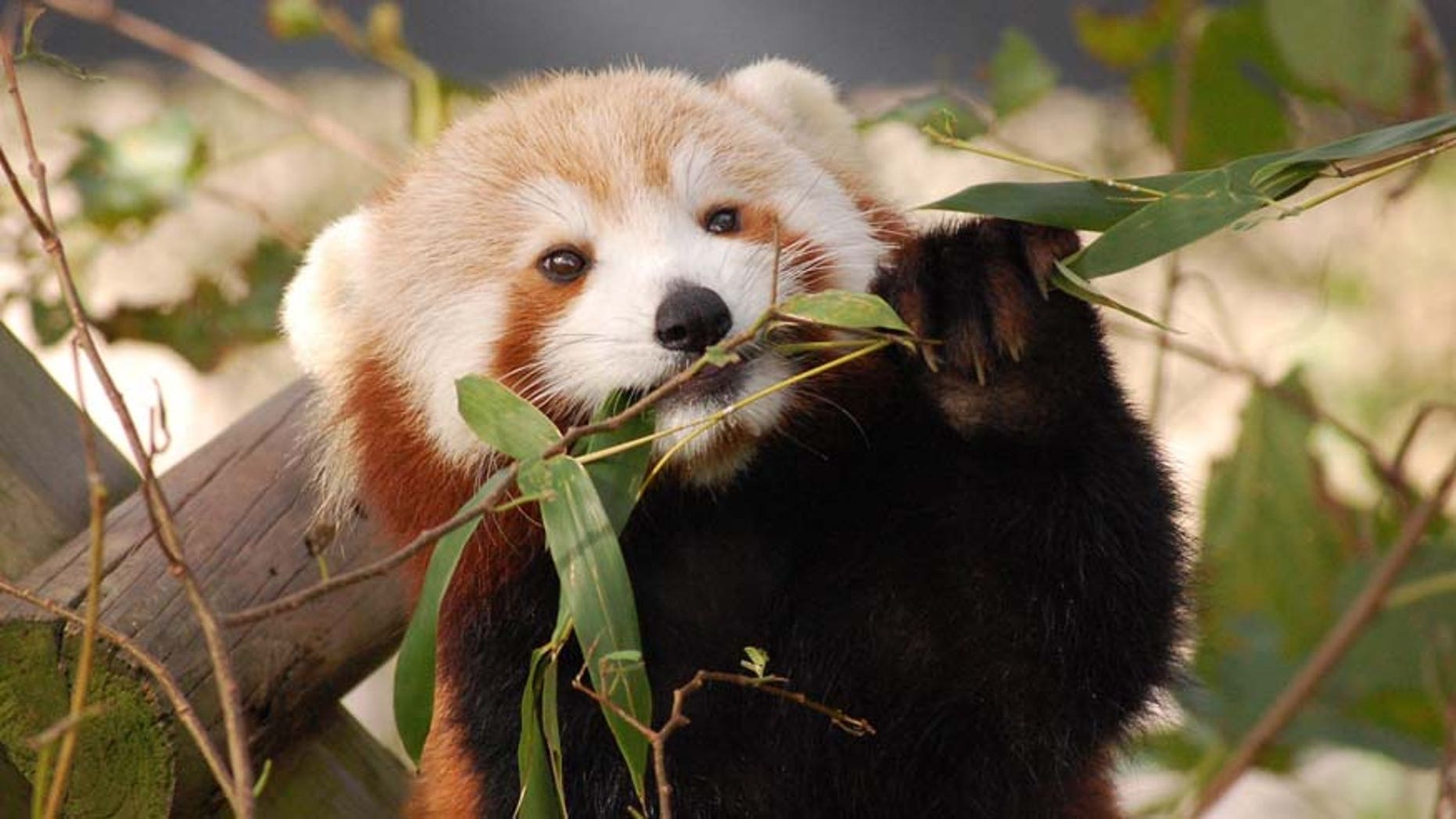 AP/Virginia Zoo
