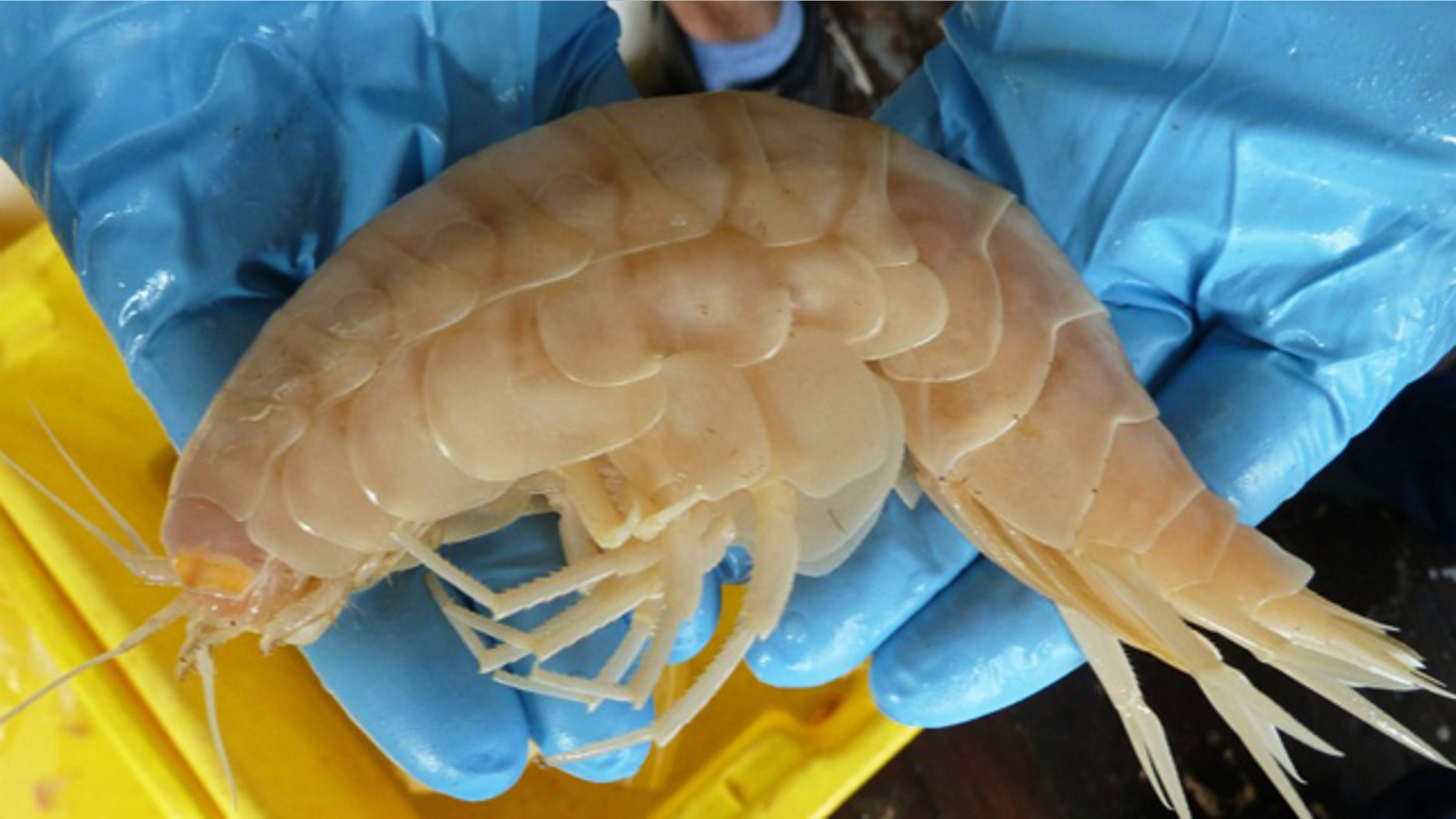 An elusive supergiant amphipod, recently plucked from the deep sea.
