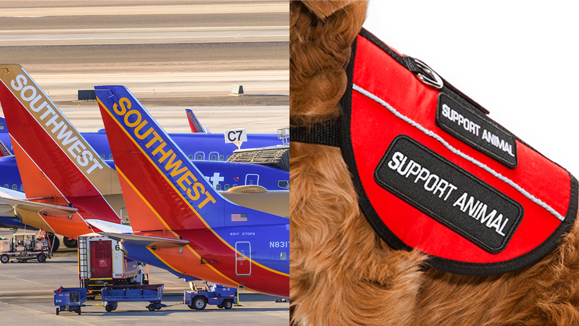 An emotional support dog injured a child on a Southwest plane, scraping its teeth against the child's forehead.