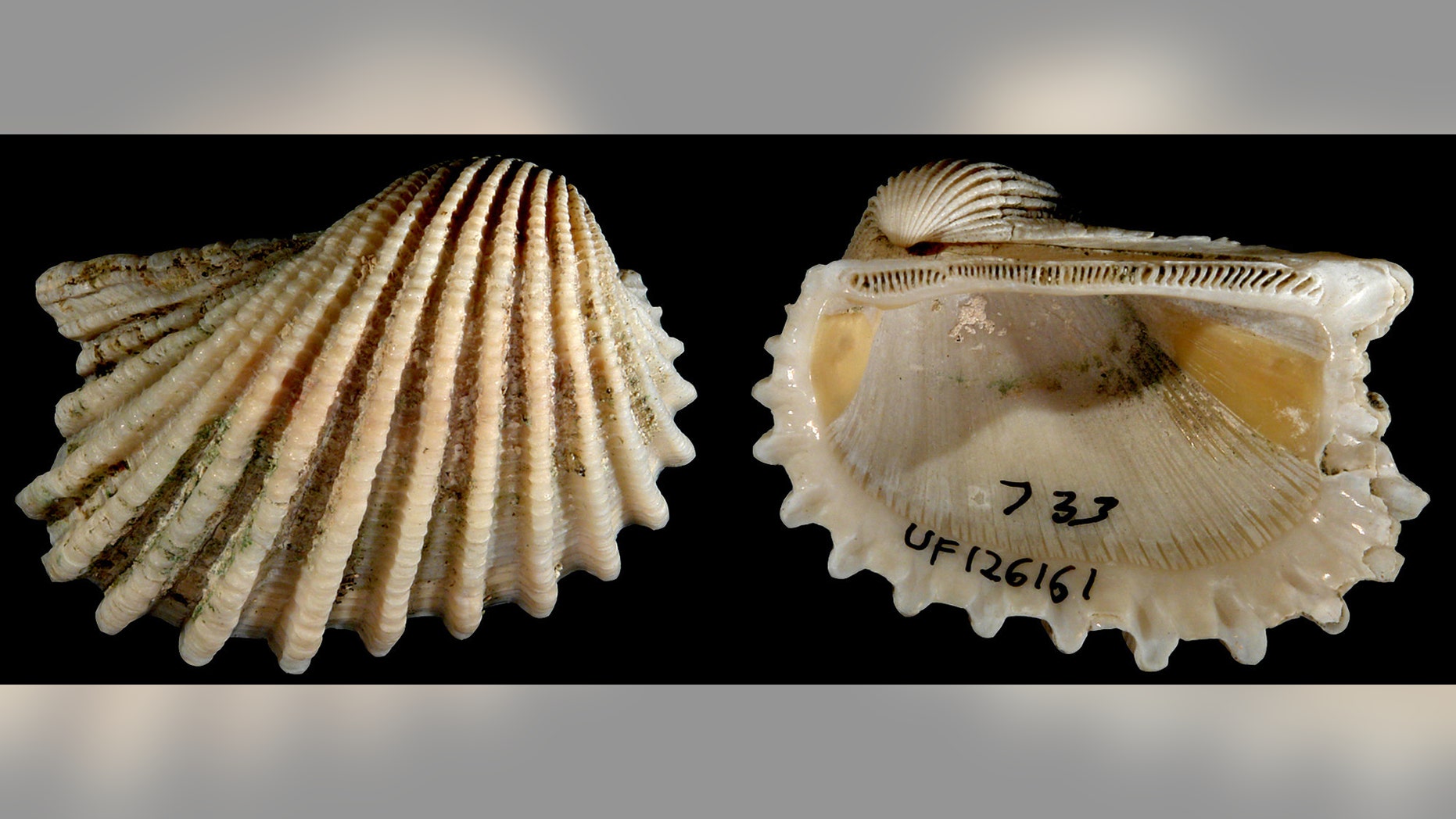 The species Anadara aequalitas was part of a KU study suggesting higher metabolic rates were a reliable predictor of extinction likelihood. (Credit: Hendricks, J. R., Stigall, A. L., and Lieberman)