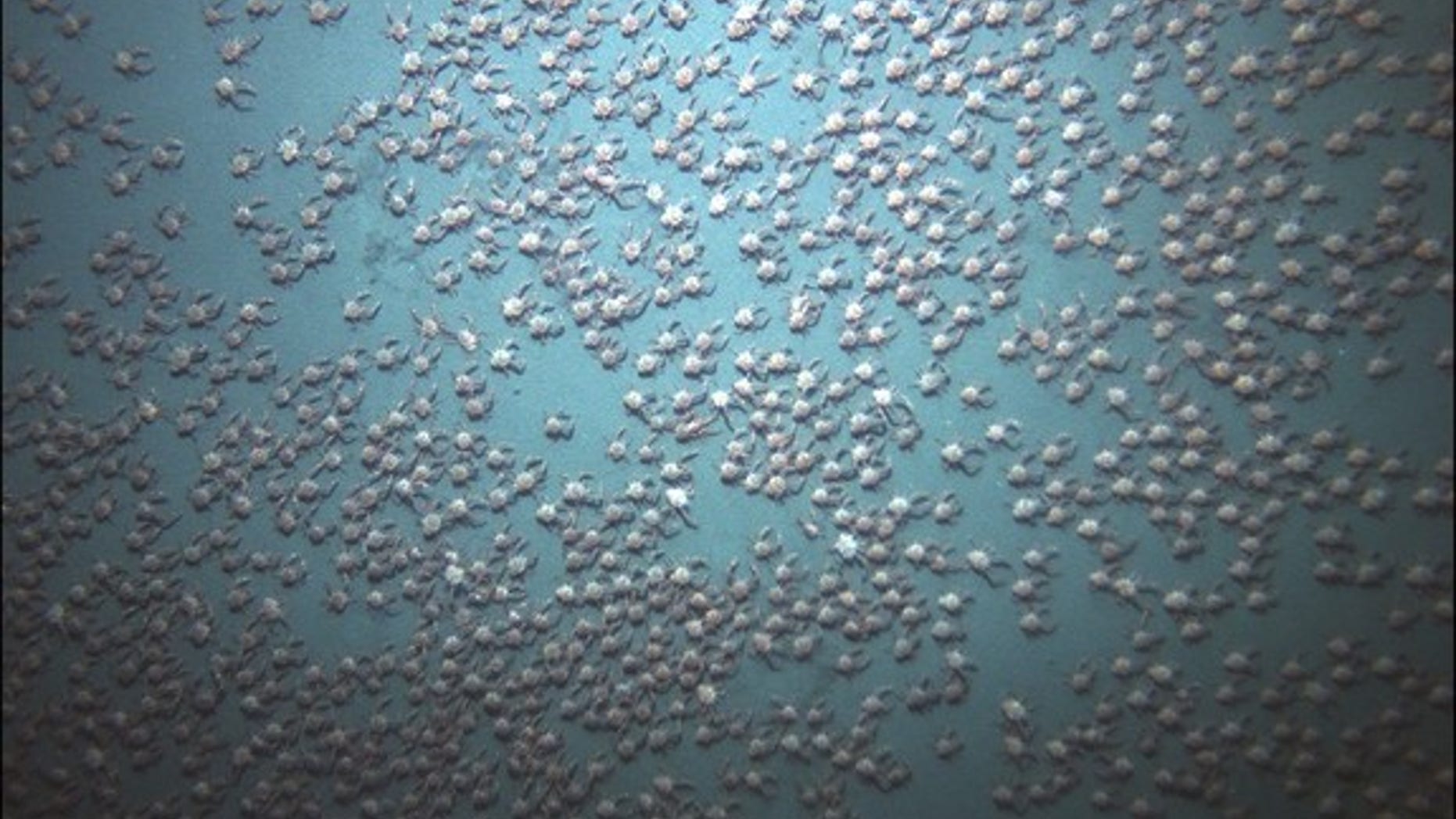 Red crabs (Pleuroncodes planipes) gathered in the thousands in waters off the coast of Panama, captured on video in April 2015.
