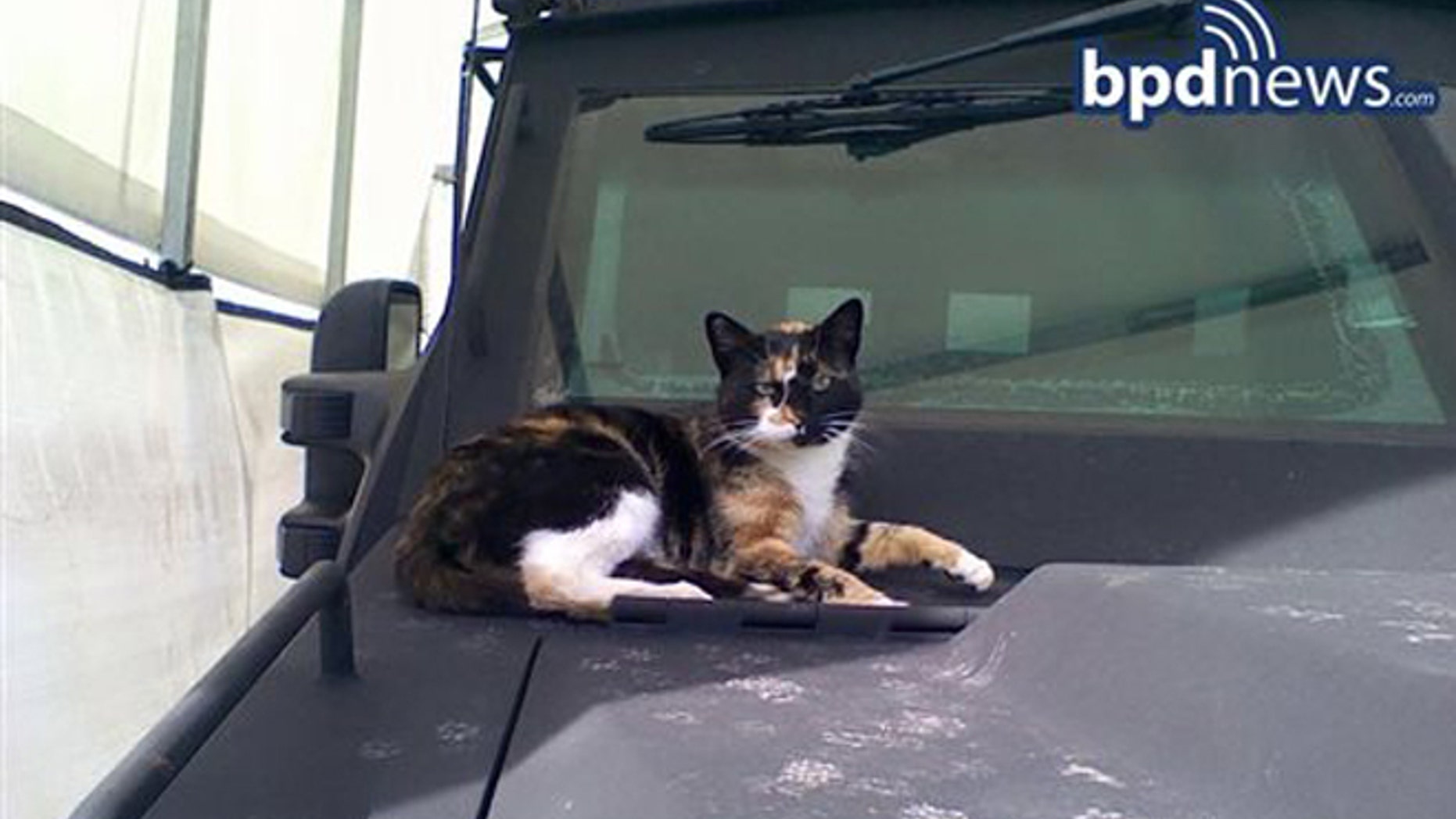 In this undated photo provided by the Boston Police Department, a cat dubbed SWAT Cat by the Boston Police Department's SWAT team, sits on the hood of an armored vehicle, in Boston.