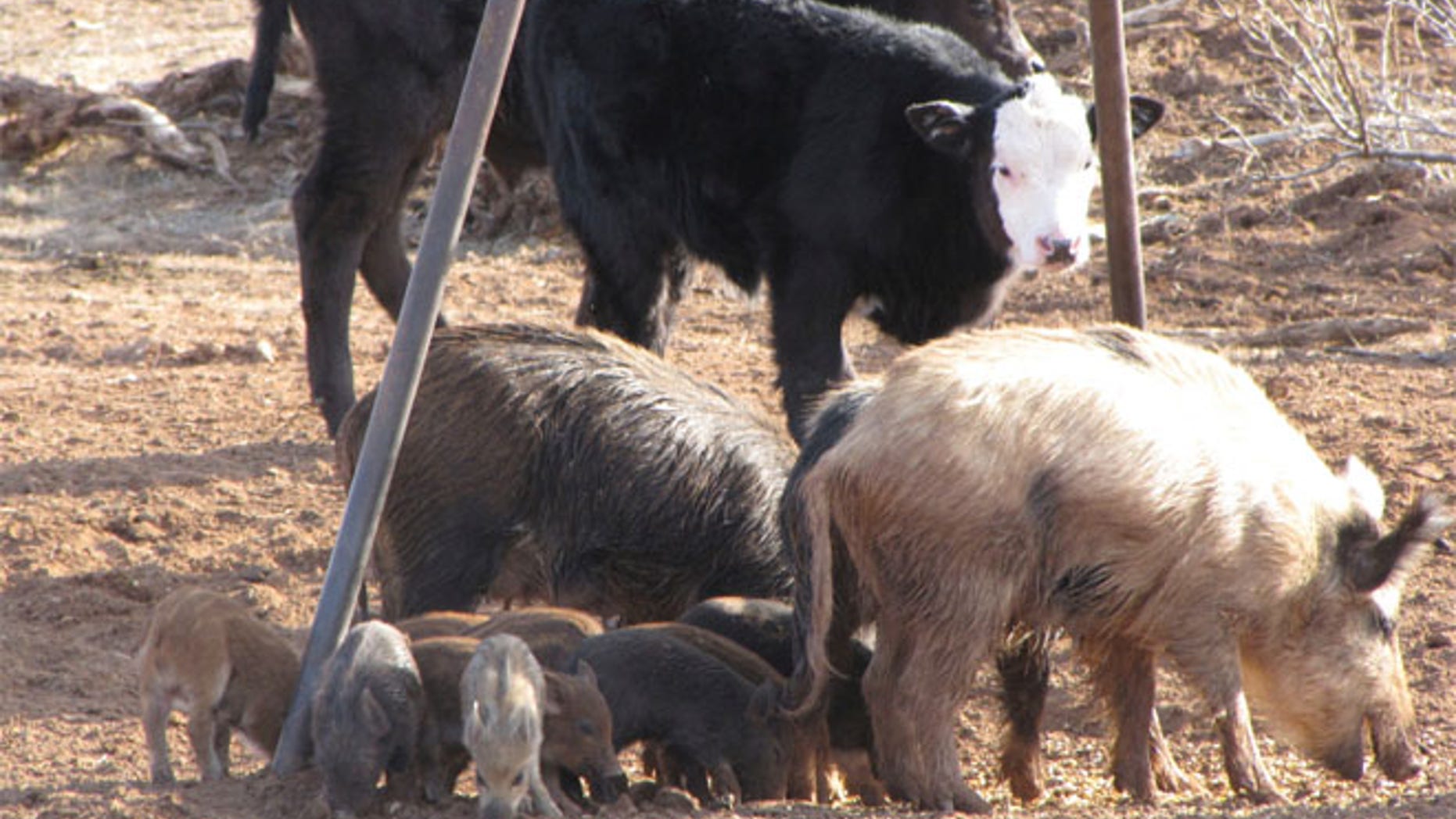 FILE: Feral hogs cost Texas farmers millions a year, and the state's population is at 2.5 million.