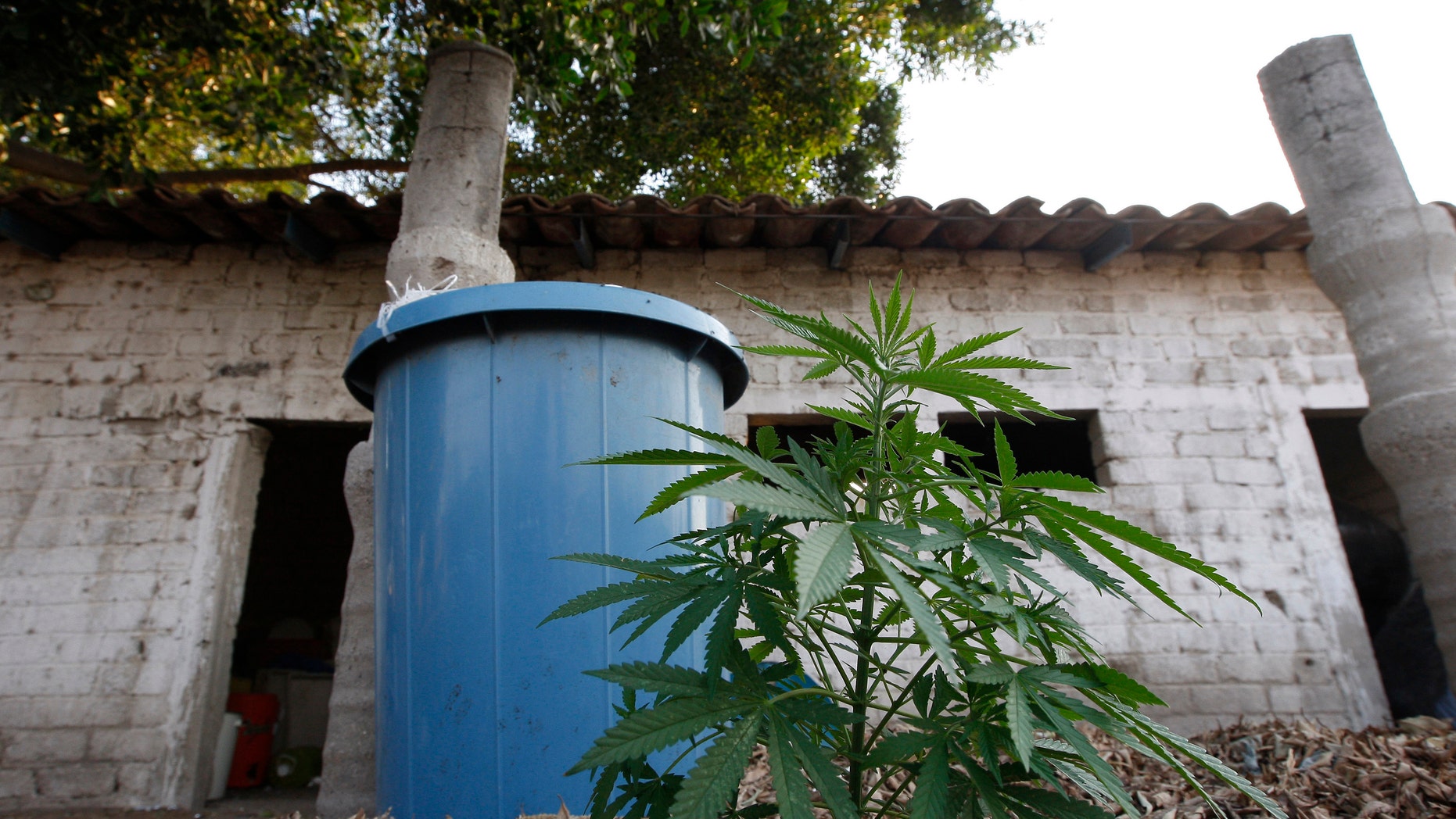 A marijuana plant and a plastic barrel sit outside a clandestine laboratory once used to make synthetic drugs in Mexico. (REUTERS/Alejandro Acosta)