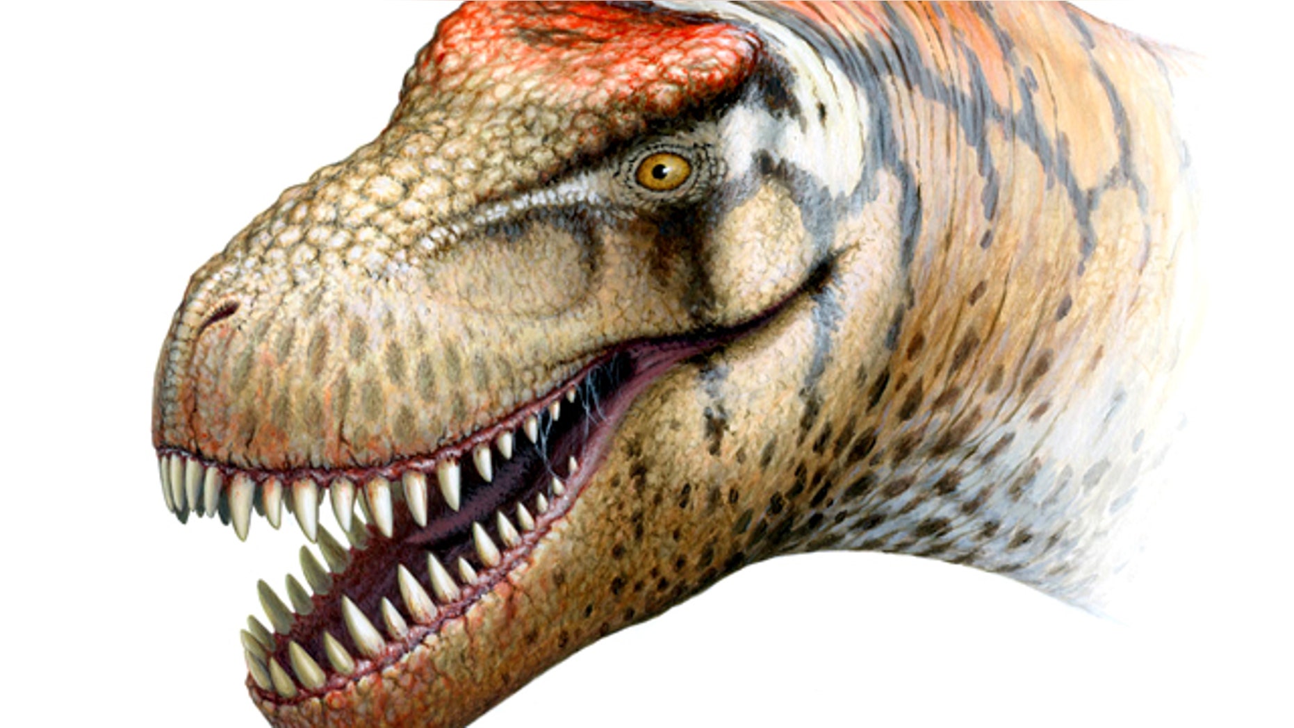 The newly identified T. rex relative probably weighed some 6 tons when it lived in what is now China.