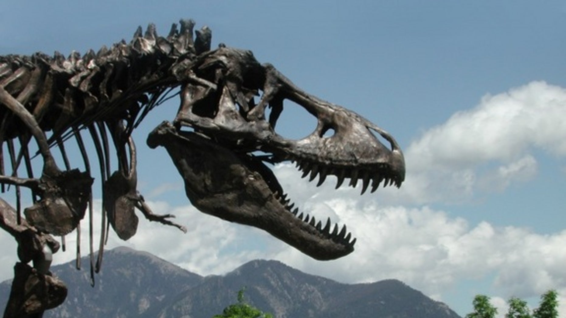 A cast of the Tyrannosaurus rex skeleton known as the Wankel T. rex was installed in front of the Museum of the Rockies at Montana State University in Bozeman, Montana in 2001. The actual fossil specimens are being loaned by the U.S. Army Corps.