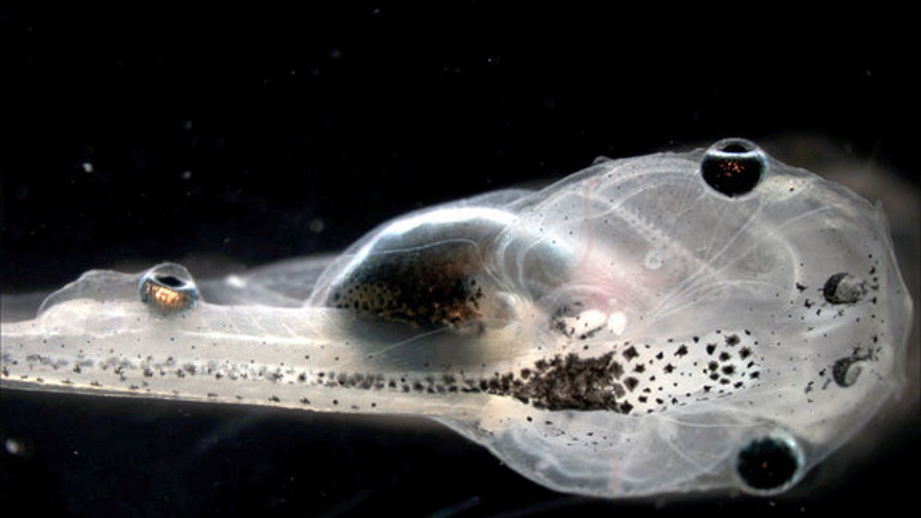 Researchers grafted the tails of blind tadpoles of the African frog with eye tissue, which gave the tadpoles sight.