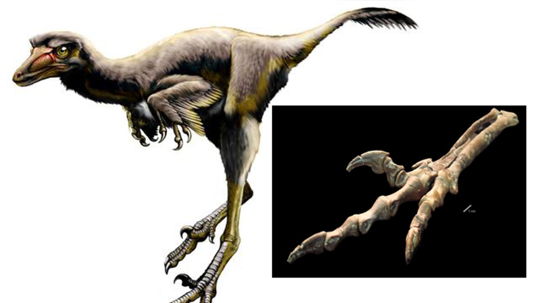 The newly discovered raptor dinosaur (Talos sampsoni), shown here in a fleshed-out reconstruction, had an injured curved talon, confirming the giant claw was used to inflict pain.