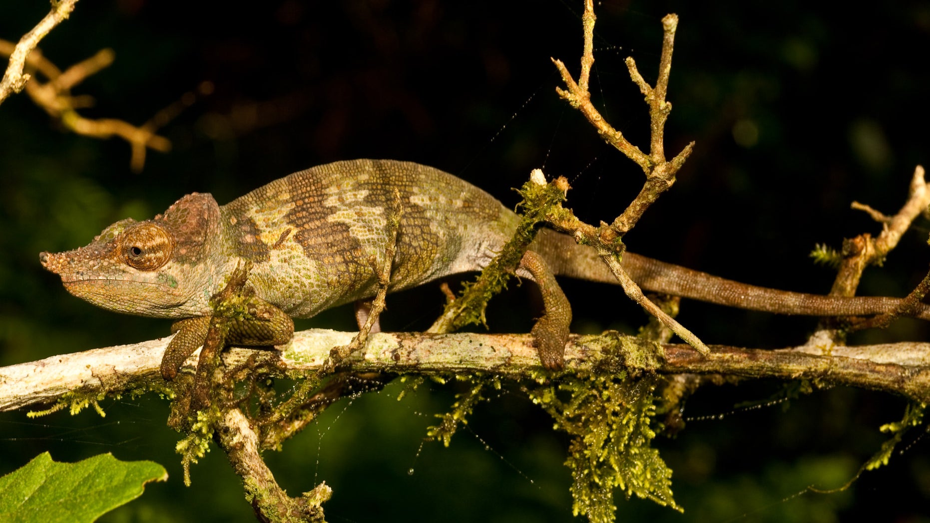 A new species of chameleon, named Kinyongia msuyae, has been discovered in Tanzania. (Tim Davenport/WCS)