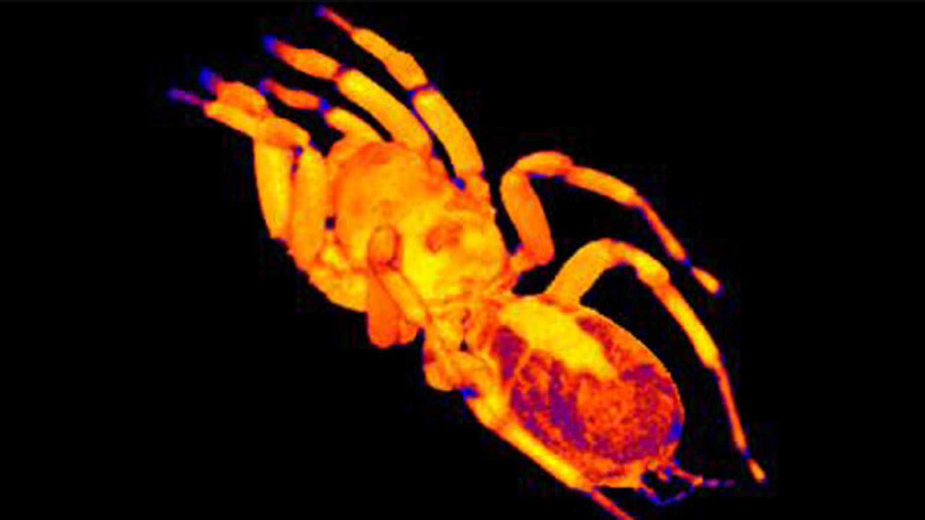 An MRI of a trantula suggests the heart -- seen is in the spider's abdomen, shown here as an elongated yellow region -- may have a peculiar "double beat."