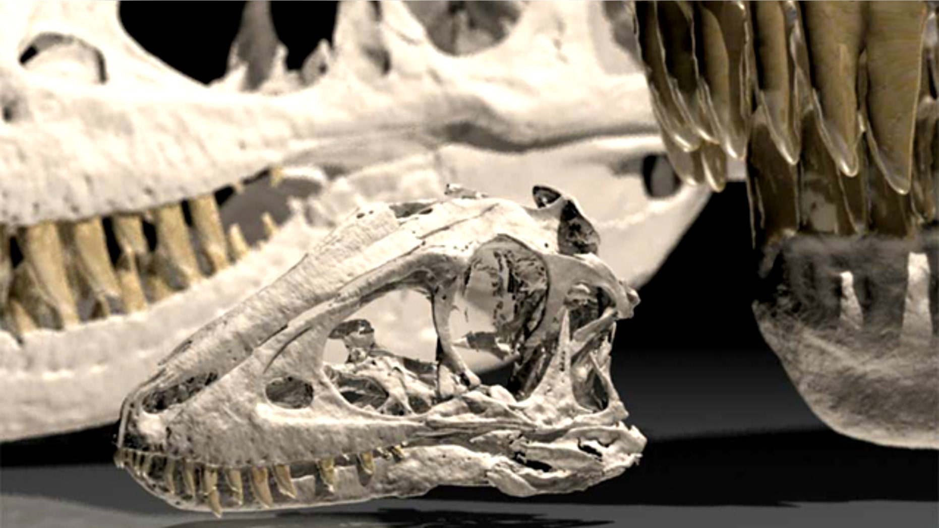 Skull of a 2-year-old juvenile Tarbosaurus, a Cretaceous tyrannosaur from Mongolia, with an adult skull at right and a teenage skull behind for comparison.