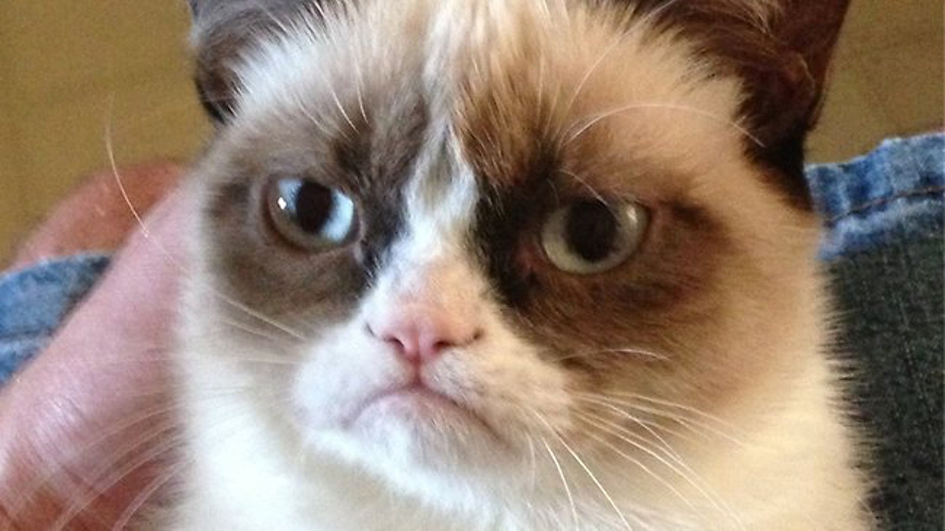 Tardar Sauce the cat, with her signature scowl.