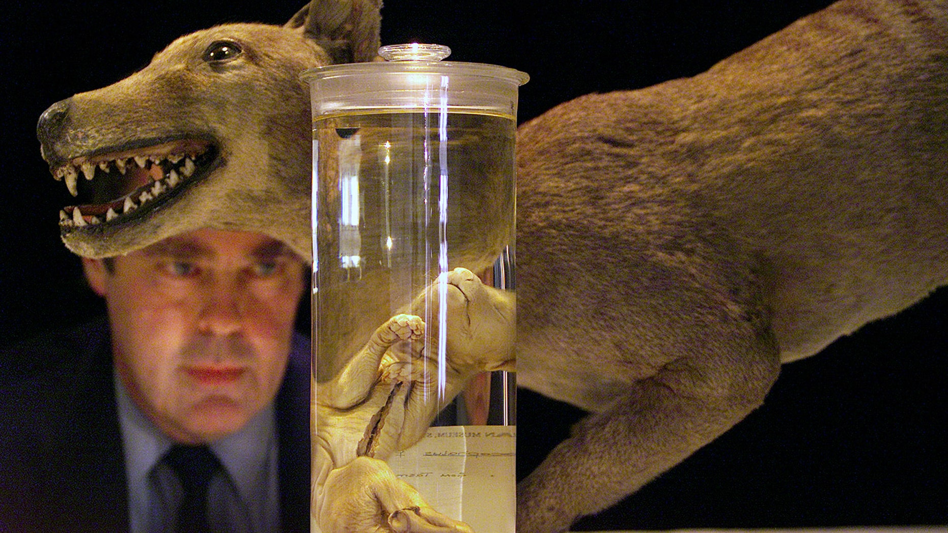 File photo - Don Colgan, Head of the Evolutionary Biology Unit at the Australian Museum, speaks under a model of a Tasmanian Tiger at a media conference in Sydney as seen in this May 4, 2000 file photo regarding the quality DNA extracted from the heart, liver, muscle and bone marrow tissue samples of a 134 year-old Tiger specimen (R) preserved in alcohol. The last known Tasmanian Tiger died in 1936 after it was hunted down and wiped out in only 100 years of human settlement. (Reuters)