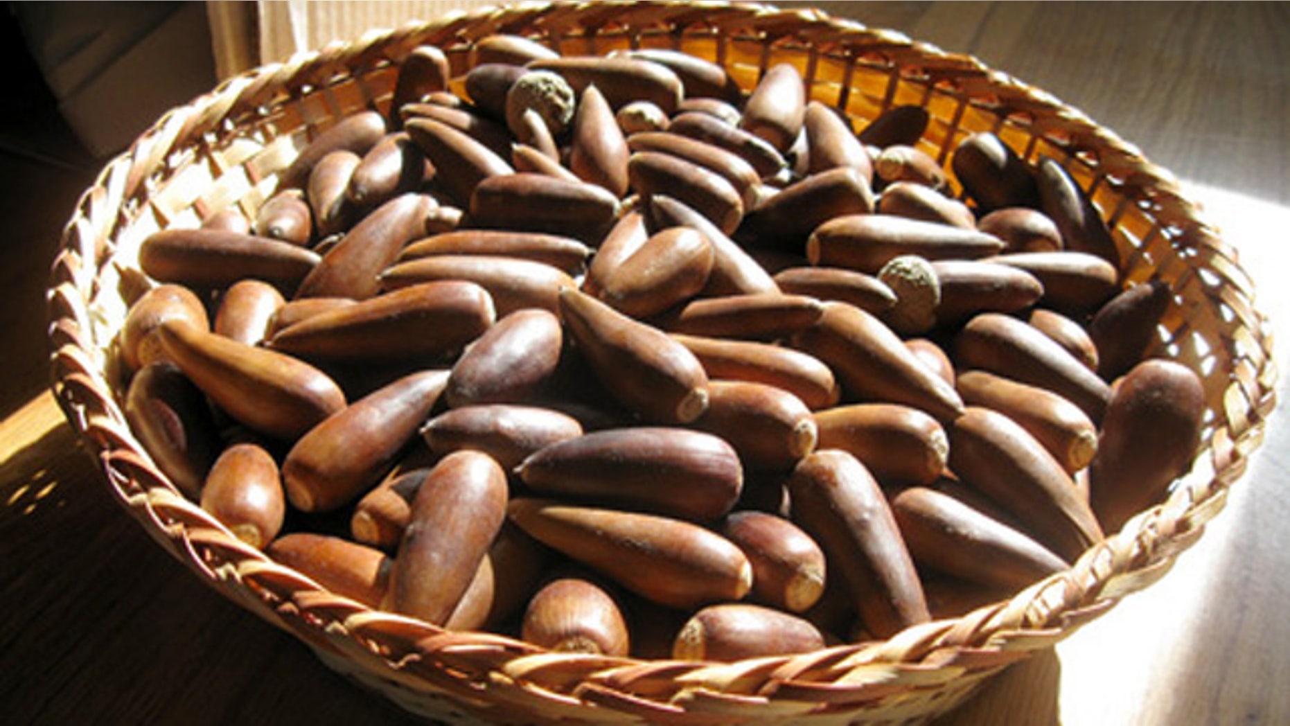 Acorns, black walnuts and hickory nuts at all at their prime right now and ripe for the taking.