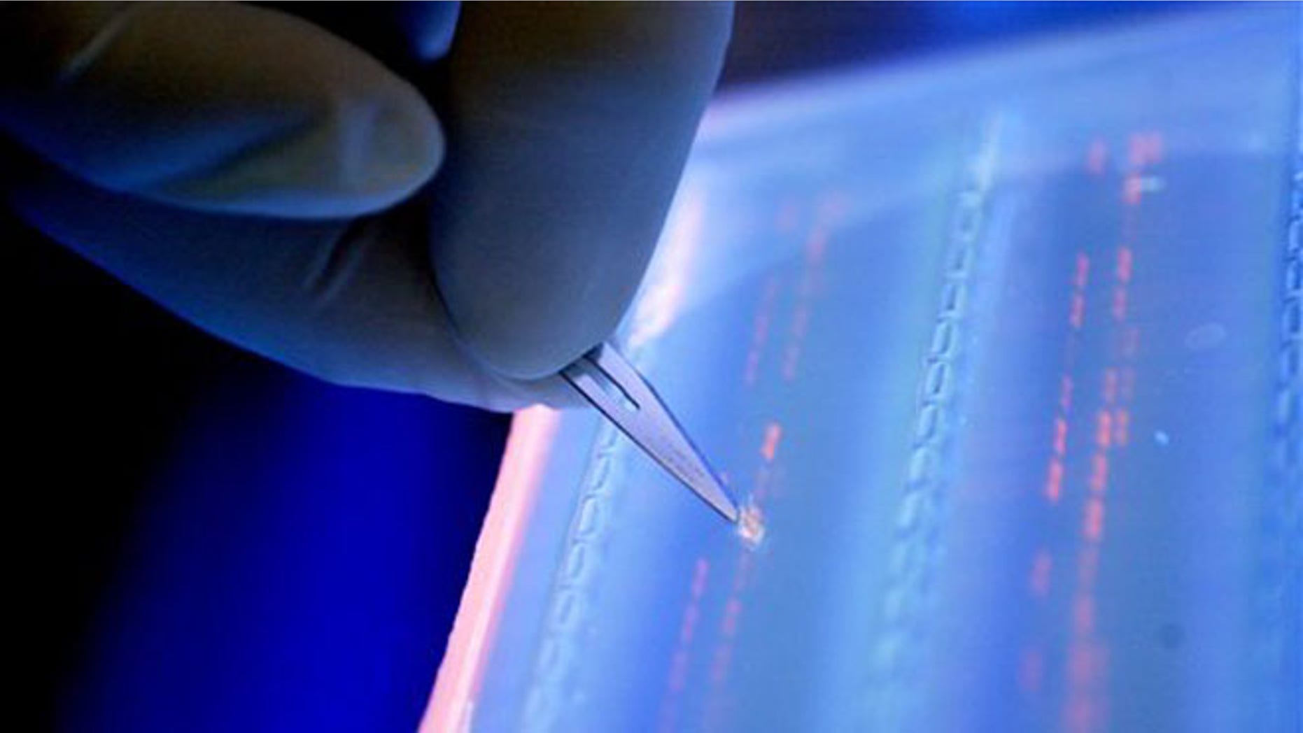 FILE - In this April 19, 2007 file photo, a lab officer cuts a DNA fragment under UV light from an agarose gel for DNA sequencing as part of research to determine genetic mutation in a blood cancer patient, in Singapore, which prides itself as an advanced medical treatment and research hub. New research shows a sharp escalation in the weapons race against cancer, with several high-tech approaches long dreamed of but not possible or successful until now. At a weekend conference of more than 30,000 cancer specialists, scientists are reporting new tactics to spur the immune system to attack a broad range of cancers, new drugs that attack the disease while sparing healthy cells, and new ways to tell which patients will benefit from which drugs. (AP Photo/Wong Maye-E, File)