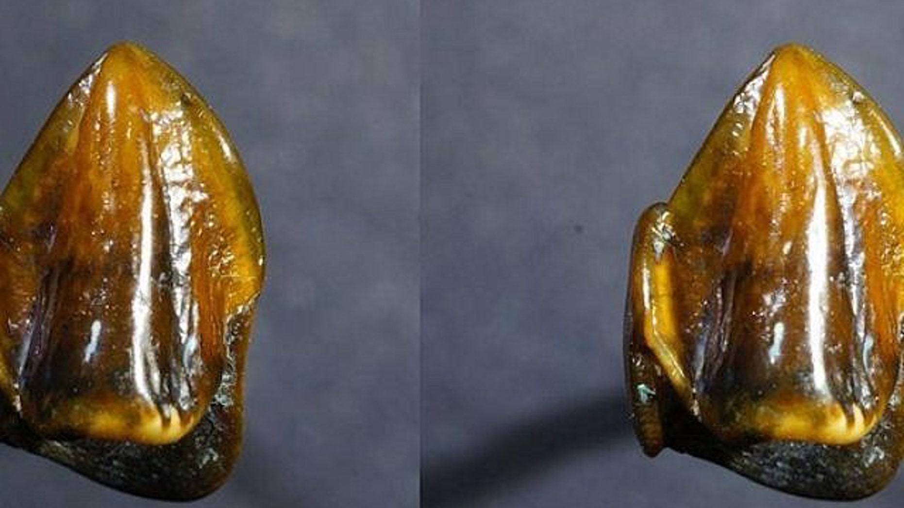 The fossilized remains of two teeth that were discovered last year could lead to a rewriting of human history.