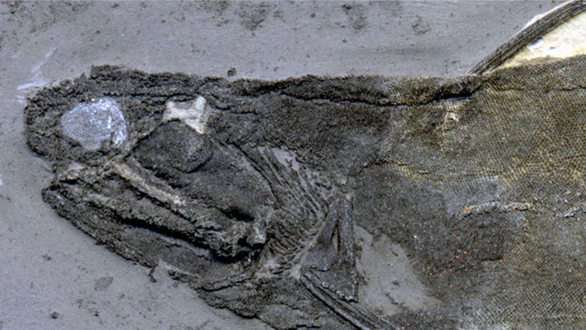 The tooth-like lip and cheek scales were found in specimens of ischnacanthid acanthodians similar to this one from the University of Alberta Laboratory for Vertebrate Paleontology.